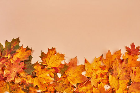 Dry leaves on orange backgroundの写真素材