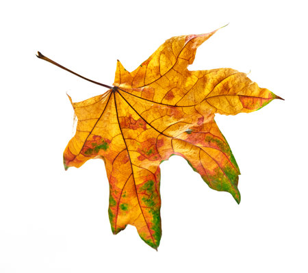 Dry leaf on white backgroundの写真素材