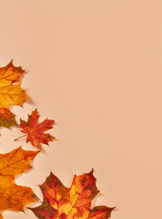 Autumn leafs on orange background, view from aboveの写真素材