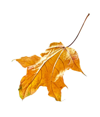 Yellow dry leaf on white background