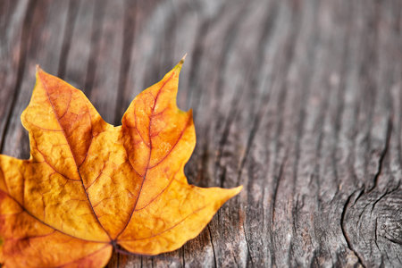Autumn leaf on wooden floor, view from above