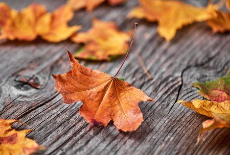 Autumn leafs on wooden floor, view from aboveの写真素材
