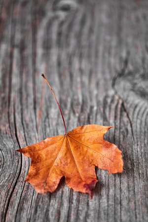 Autumn leaf on wooden floor, view from aboveの写真素材