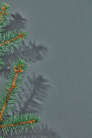 Fir tree branch on gray background