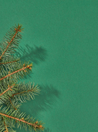 Fir tree branch on green backgroundの写真素材