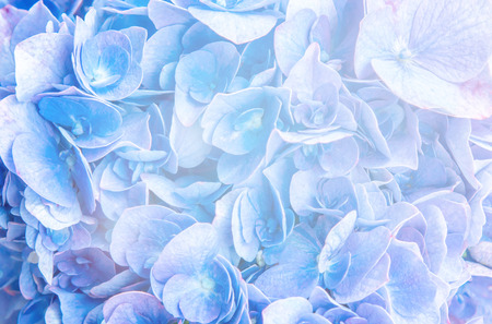 flowers background.の写真素材