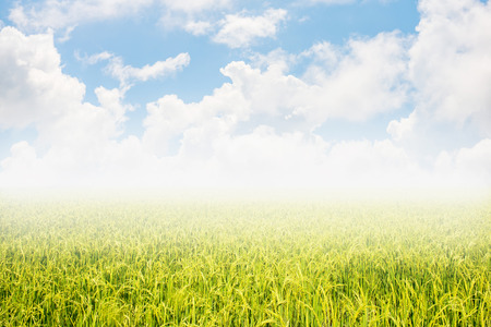 Rice field with blue skyの写真素材