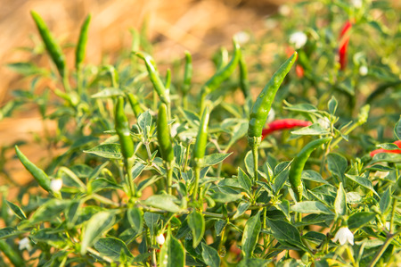 red and green hot chili peppers on a tree.の写真素材