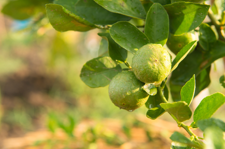 Green lemon treeの写真素材