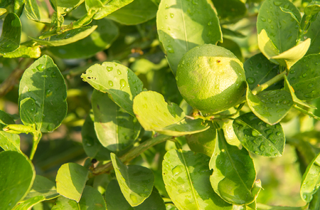 Green lemon treeの写真素材