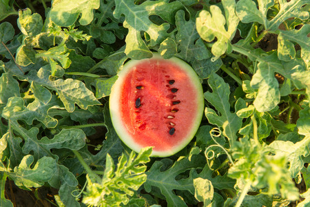 Water melon in gardenの写真素材