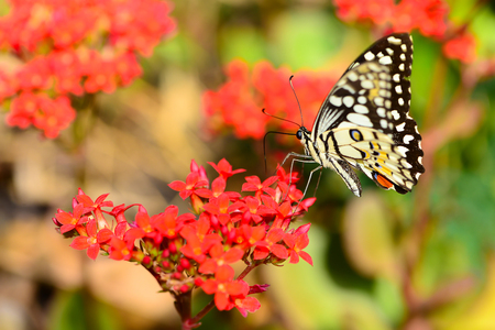 Butterfly on red flower.の写真素材