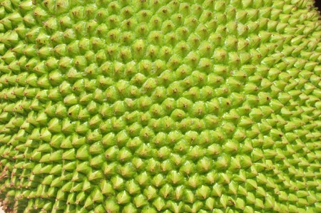 jackfruit surface texture