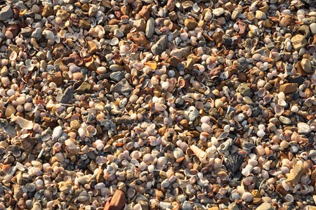 small seashell