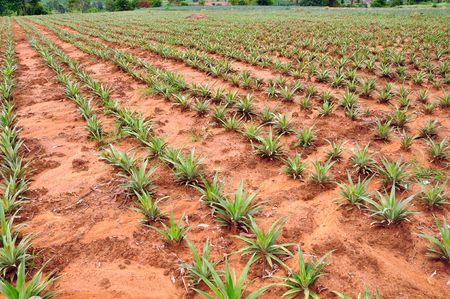 pineapple field detailの写真素材