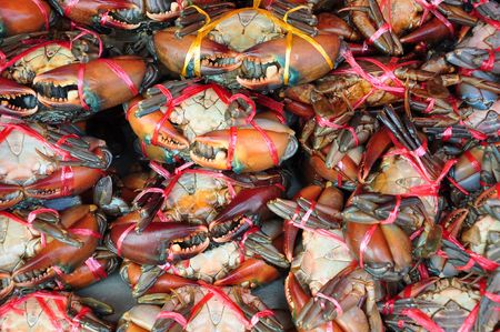 crab from sea の写真素材