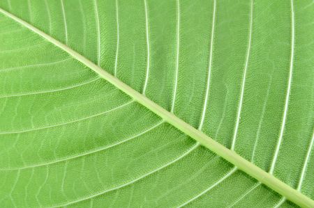texture in leaf surface