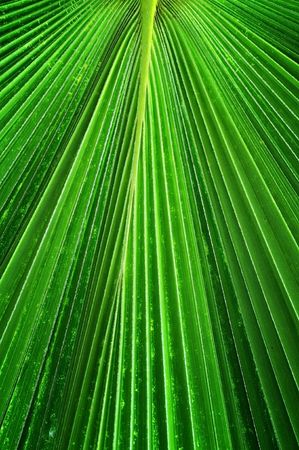 Palmae  leaf pattern