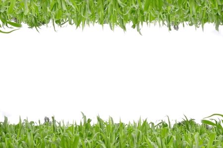 Farm corn as white background in thailandの写真素材