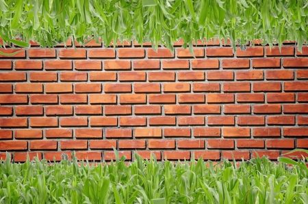 brickwall pattern and green grassの写真素材