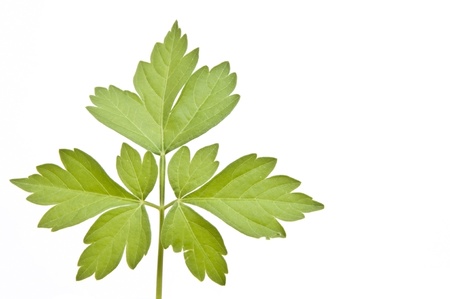 leaf as white isolate background