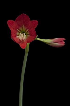 Bloom of amaryllidaceae flower as black isolate backgroundの写真素材
