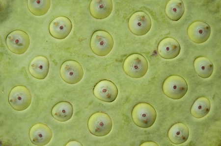 lotus seeds texture backgroundの写真素材