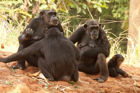 Chimpanzee Familyの写真素材