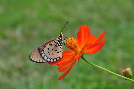 butterfly and flowerの写真素材