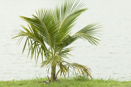 coconut plantの写真素材