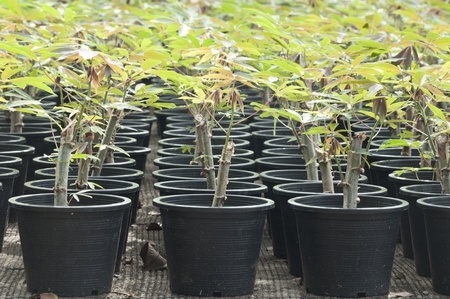 young cassava plant in small potの写真素材