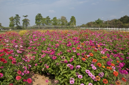 zinnia flowe farm on blue skyの写真素材