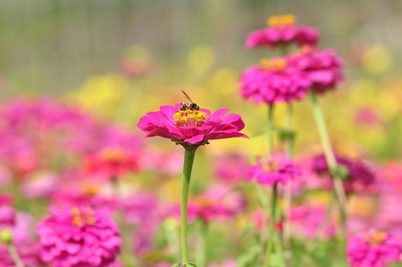 bee on zinnia flower