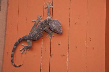 gecko on orange color wallの写真素材