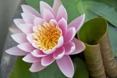 pink color water lilly as green backgroundの写真素材