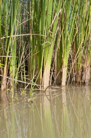 Grass mirror in the water reflectの写真素材