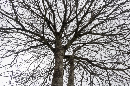DEAD TREE AS WHITE ISOLATE BACKGROUNDの写真素材