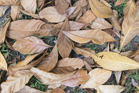 Tree leaf dried