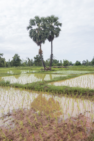 sugar palm tree as front of rice fieldの写真素材