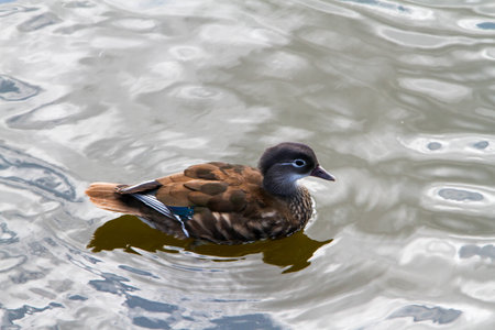 Side view of a duck in a pondの写真素材