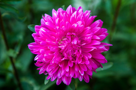 pink chrysanthemumの写真素材