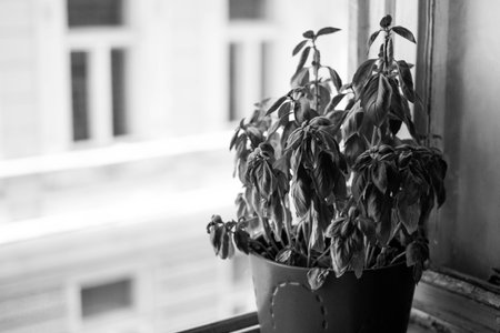 Basil pot at the windows in black and whiteの写真素材