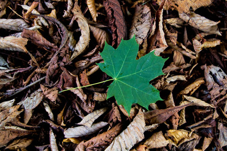Fresh leaf with the background of dry leavesの写真素材