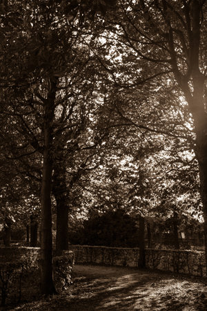 Park in twilightの写真素材