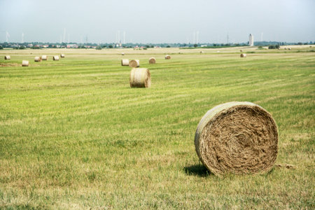 Dry grass rolls on the fieldの写真素材