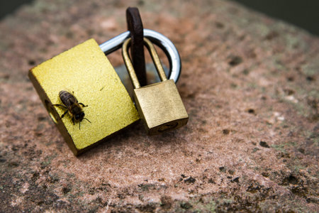 A bee on the locksの写真素材