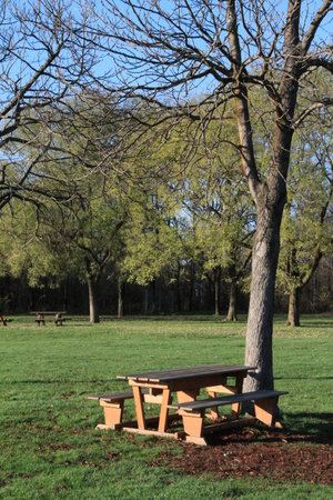Wooden table and chairs under the tree in a parkの写真素材