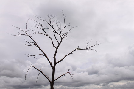 Lonely tree scene under the overcast skyの写真素材