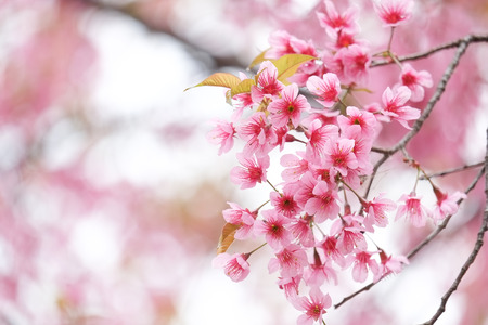 Beautiful pink flower