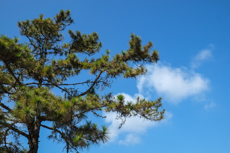 tree among blue sky